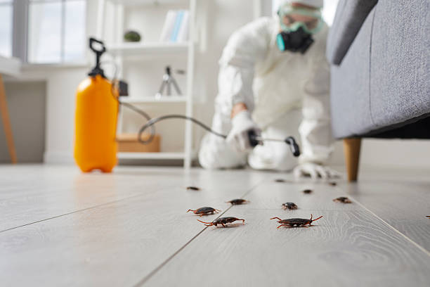 Affordable Termite Control solutions in Rainbow Park, FL